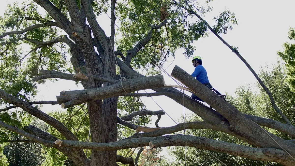 Professional Hazardous Tree Removal performed by certified arborists in Baskerville