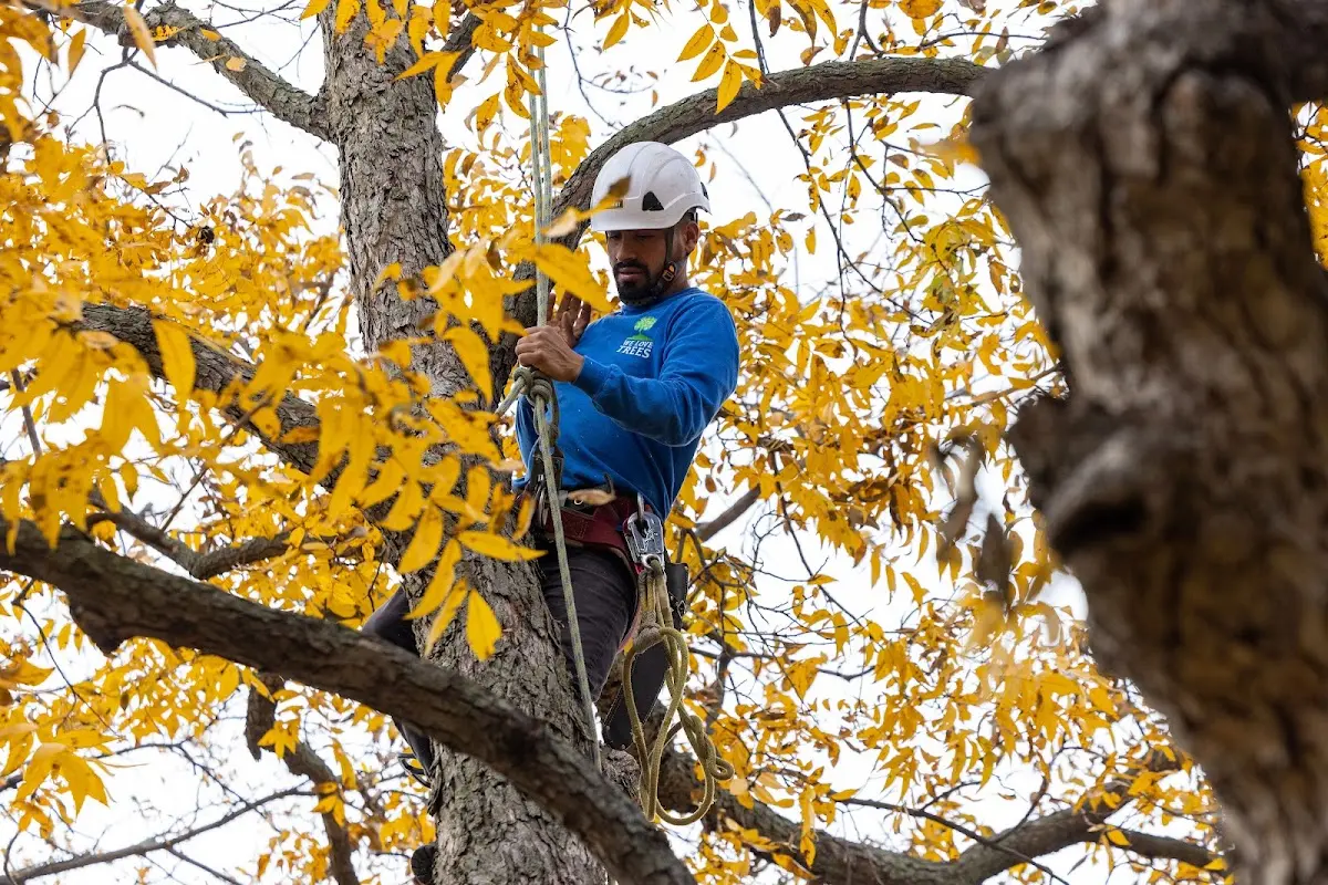 Skilled Tree Transplanting crew working in Baskerville